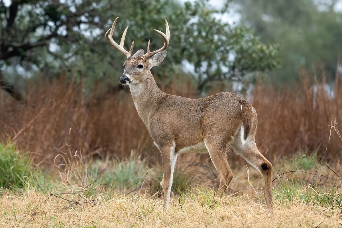 An example of a male white-tailed deer near Goose Island State Park in Texas. There are an estimated 30 million white-tailed deer in the US.