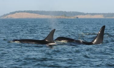 Female killer whales live up to 90 years in the wild