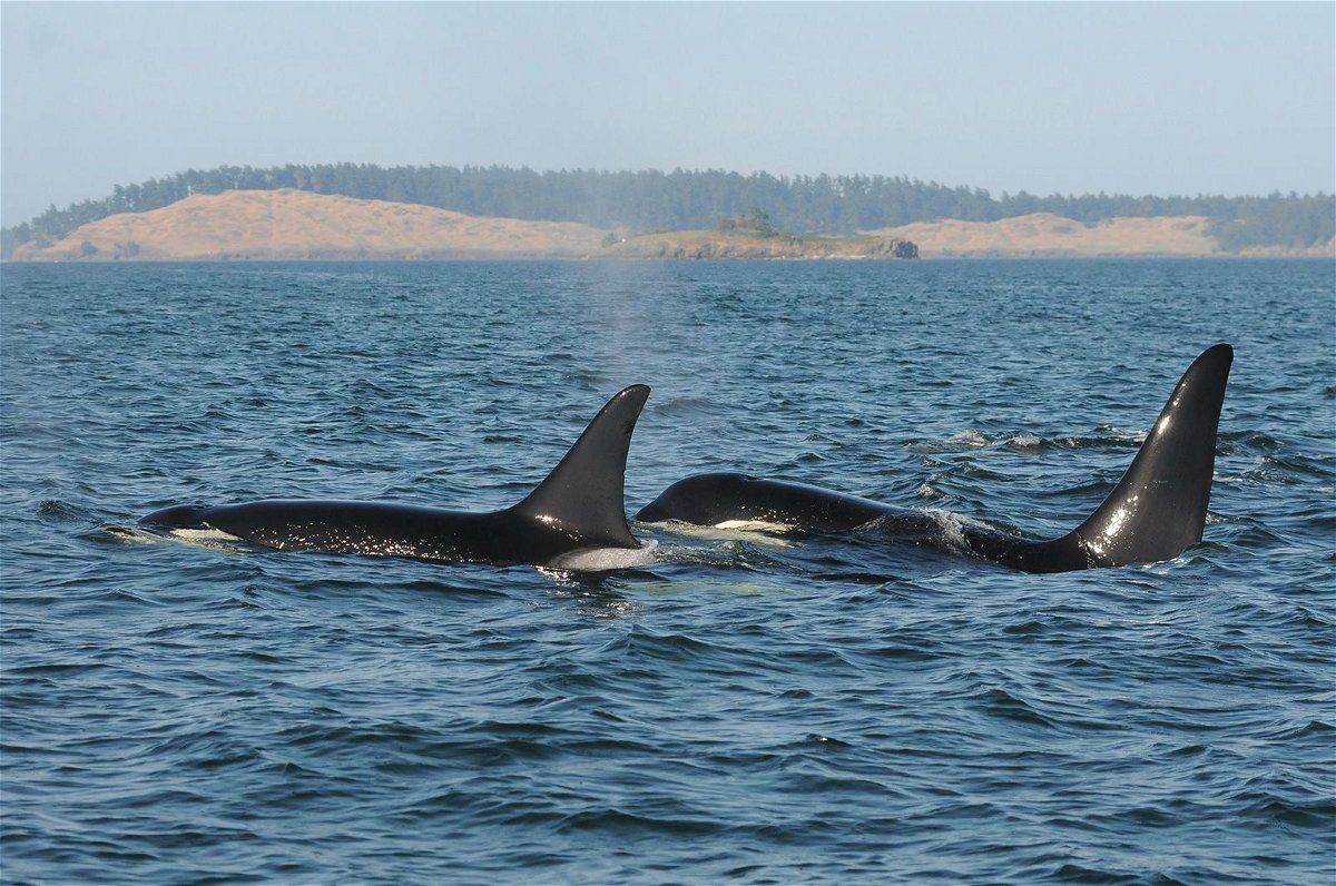 Female killer whales live up to 90 years in the wild