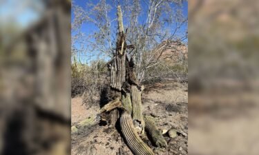 Saguaro cactuses that are stressed by extreme weather and lack of water can begin to rot from the inside and eventually lose limbs or collapse.
