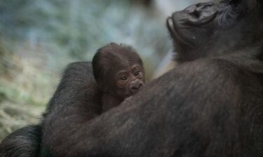 Zookeepers at the Columbus Zoo and Aquarium discovered that Sully