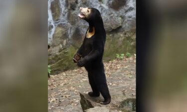 A standing sun bear