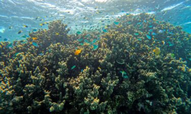 The Great Barrier Reef stretches thousands of kilometers up the coast of Queensland.