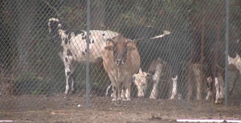 Over 200 malnourished or dead animals found on NC property, owner faces 90 charges of animal cruelty