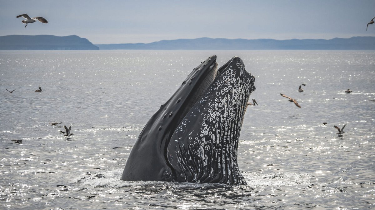Santa Barbara Channel named  9th Whale Heritage in the world 