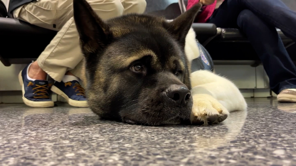 Group of dogs travel to Maine to comfort, support those struggling after shooting