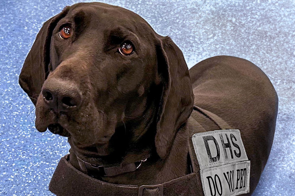 tsa-s-2024-canine-calendar-will-melt-your-travelin-heart-news