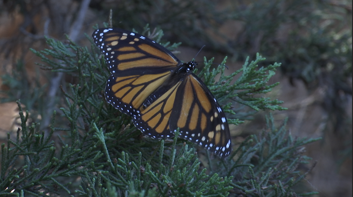 Peak of monarch butterfly season now happening at Pismo State Park