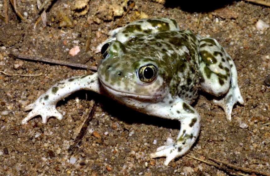 U.S. Fish and Wildlife include California amphibian in Endangered Species Act protection proposal