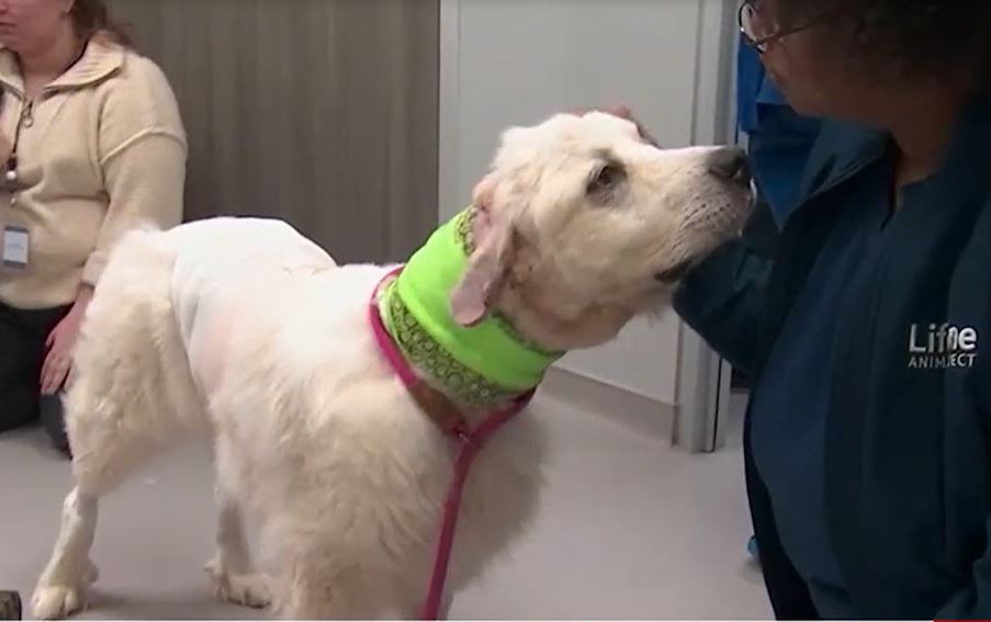 Great pyrenees outlet collar