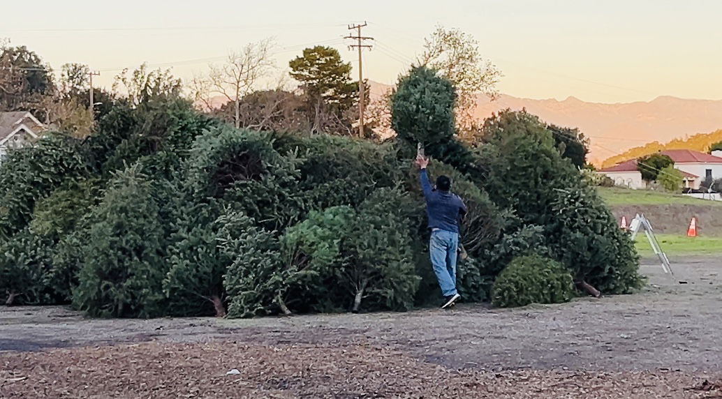 Solvang Julefest to conclude with Christmas Tree Burn News Channel 312