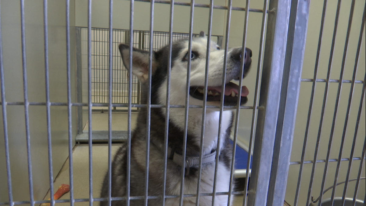 Number of dogs in Santa Barbara County animal shelters reaches maximum ...