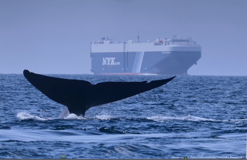 Proposed state legislation will protect whales and reduce pollution ...