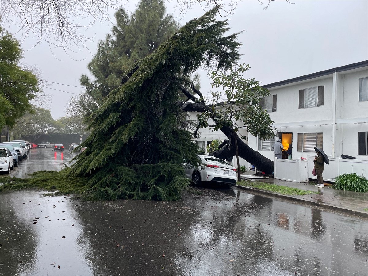 A large tree fell on two cars at Hutash and Voluntario Streets