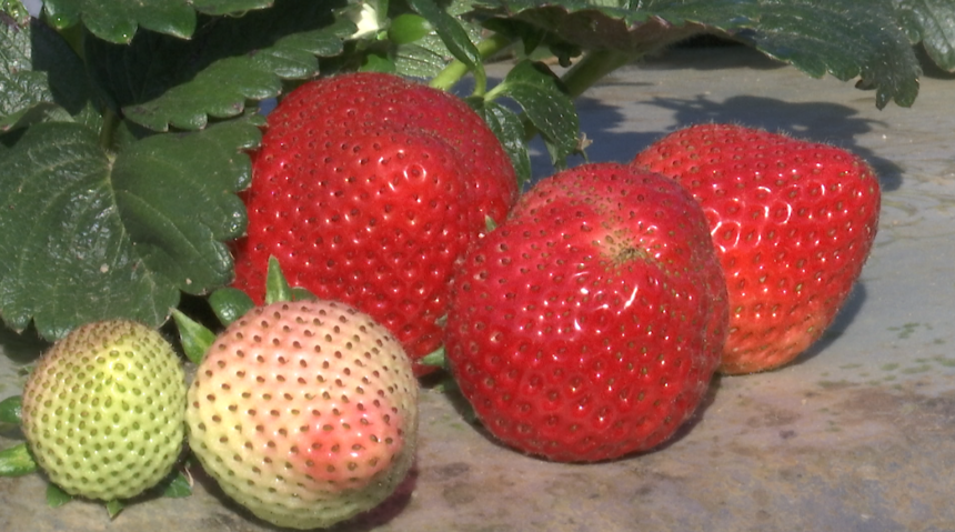 Santa Maria Strawberries