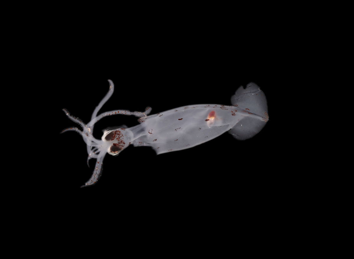 ‘Mystery’ starlike creature among 100 potential new marine species