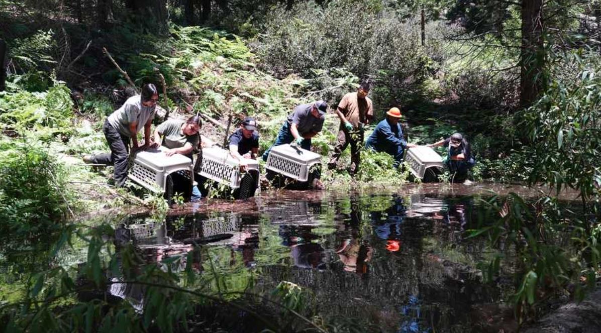 <i>California Department of Fish and Wildlife/KCRA via CNN Newsource</i><br/>A family of seven beavers was released into a southern Sierra Nevada watershed earlier this month