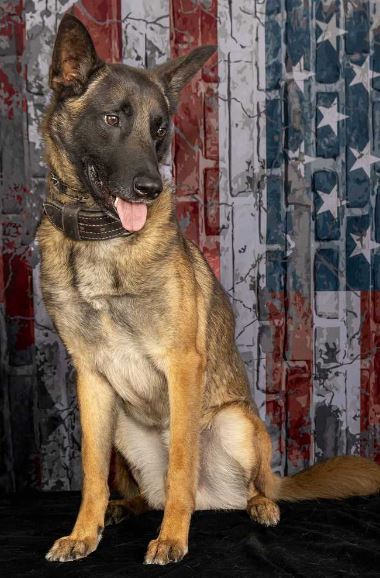 Richland County Sheriff's Office K9 Hit, Killed During Chase After ...