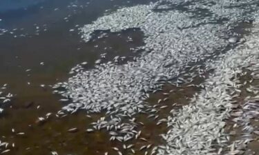 Autoridades del parque recreacional San Antonio cierran al público por mortandad de peces