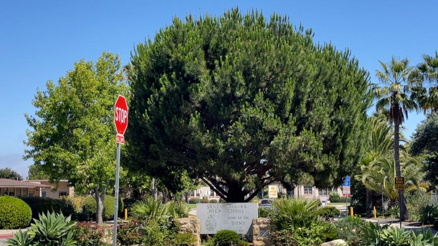 Santa Barbara City Council votes to protect Italian Stone Pine trees on East Anapamu Street