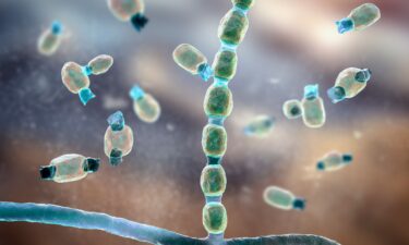 Illustration of thick-walled arthroconidia and arthrospores from the fungus Coccidioides immitis. This fungus can cause Valley fever if the spores are inhaled.