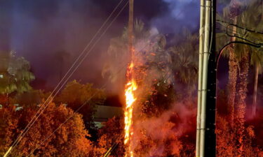 La policía de Palm Springs arrestó a una mujer que fue sorprendida prendiendo fuego a una palmera