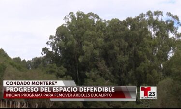 Programa de remover arboles eucaliptos ayudara para prevención de incendios