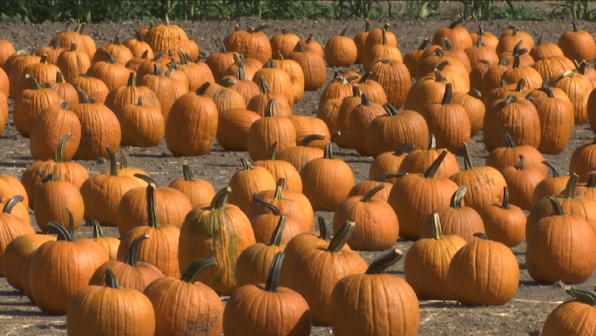 Solvang area farm frustrated by repeated vandalism and thefts at pumpkin patch