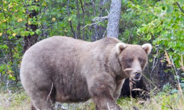 This photo of 32 Chunk was taken on September 9. It proves he's earned his name.