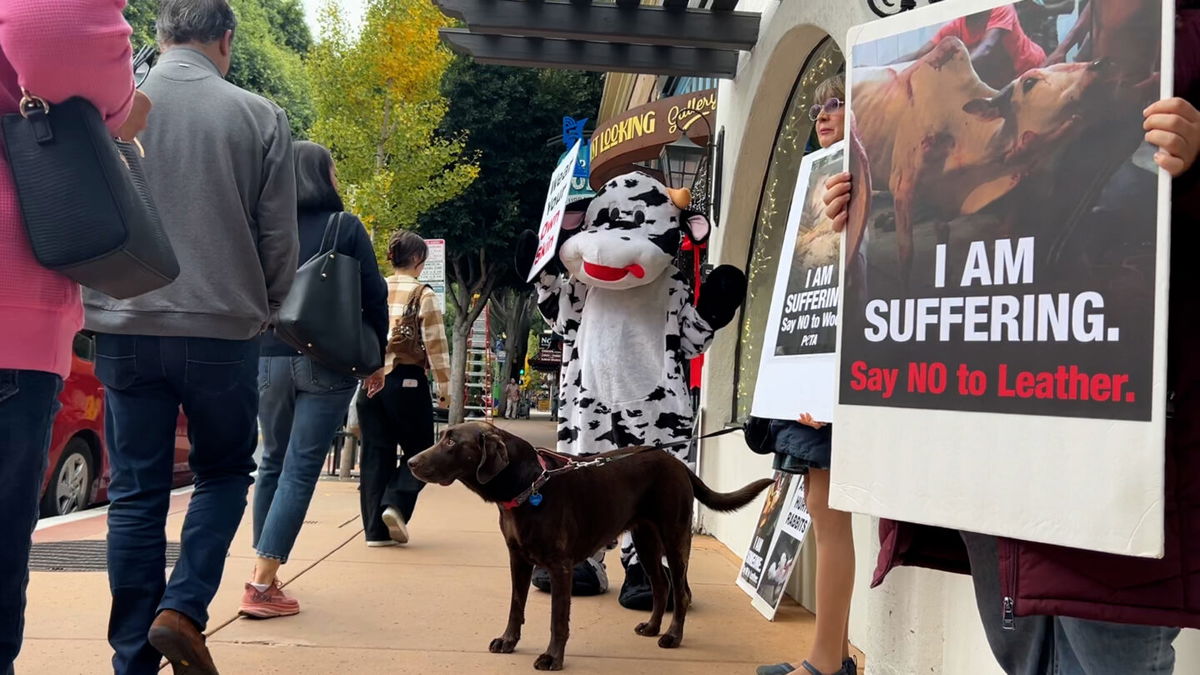 Fur Free Friday protest held by Animal Emancipation of S.L.O.