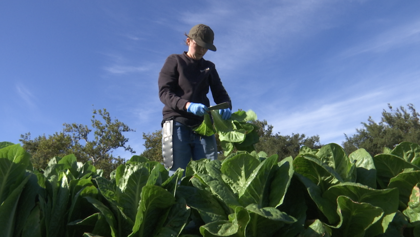 GleanSLO