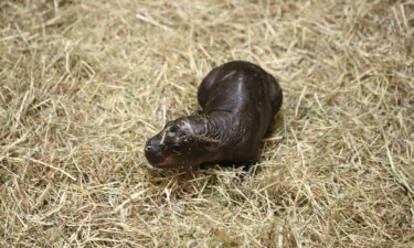 Haggis the pygmy hippo was born at Edinburgh Zoo on October 30.