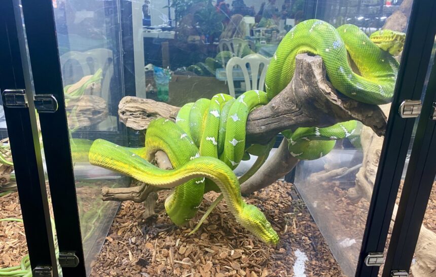 green snake