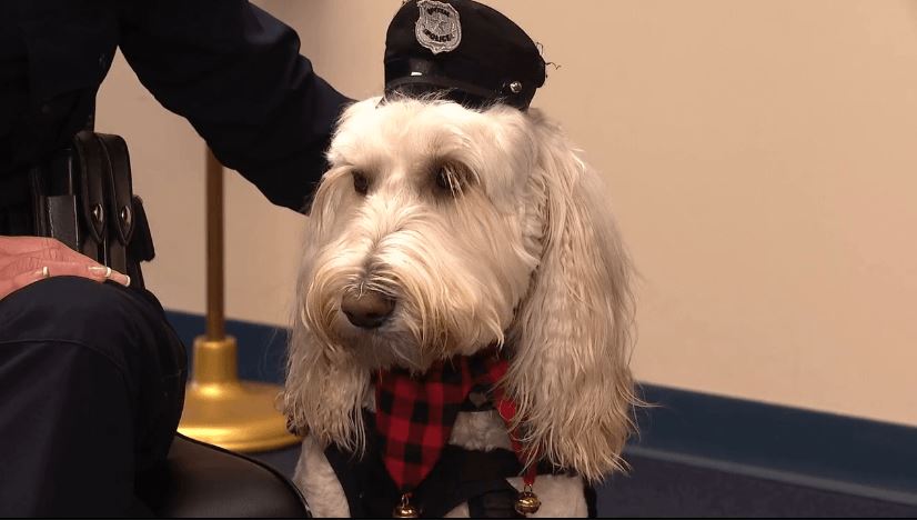 APD therapy dog Officer Kora wins national award for providing comfort during Helene