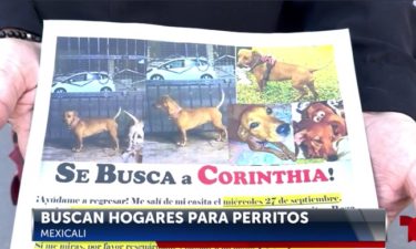 Perritos perdidos a causa de Pirotecnia de Fiestas en Mexicali