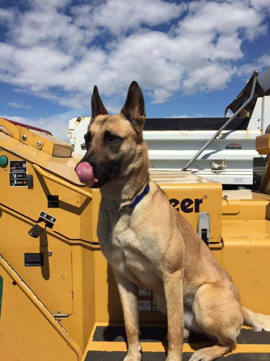 K-9’s retirement party was everything a dog could want