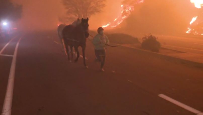 <i>KCAL/KCBS via CNN Newsource</i><br/>Pictured is an Eaton Canyon resident leading horses by hand in the midst of evacuation orders caused by the Eaton Fire.