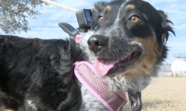 Texana is a cattle dog heeler who’s become a member of the community. Her journey into the hearts of Portland residents began about 8 months ago along Highway 181.