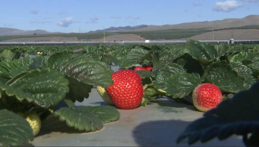 Strawberry Field