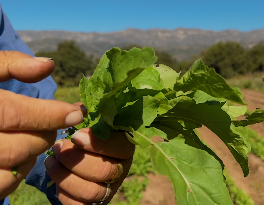 Struggling farmer finds support through enhanced food system in Santa Barbara County