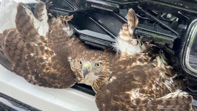 Photos show hawk stuck in SUV grille after collision on highway