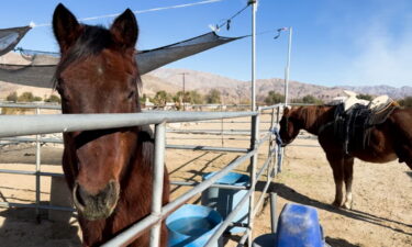 Unos rancho del Valle de Coachella ofrece acoger a caballos afectados por los incendios de Los Ángeles y organiza una campaña de donación