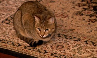 Peanut the cat is safe after surviving Hurricane Helene's floodwaters.