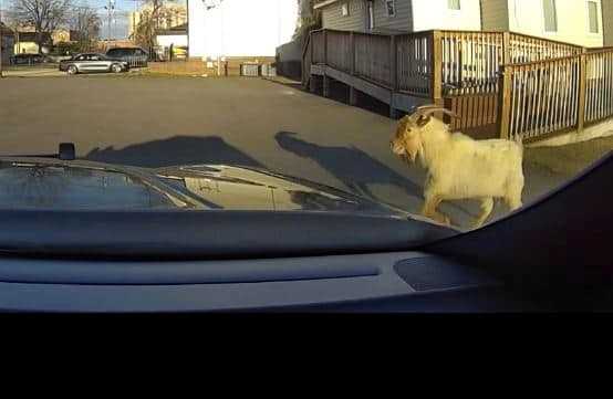 Bridge-crossing goat on the run caught by police officers