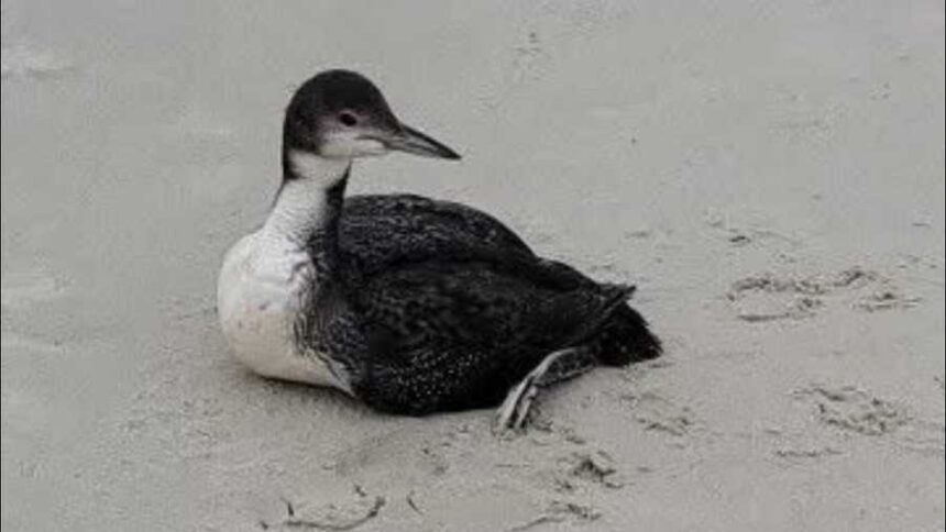 Dead birds found along North Carolina beach prompt warning from police