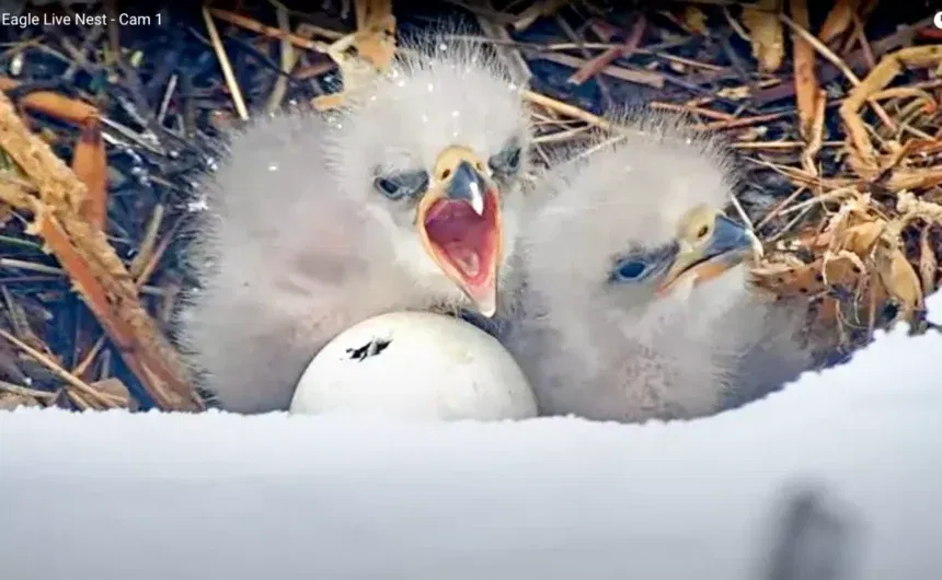 Big Bear Bald Eagles soon to-be parents of triplets