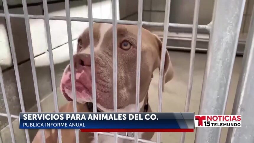 El Departamento de Servicios para Animales del Condado de Riverside publica su informe anual de 2024