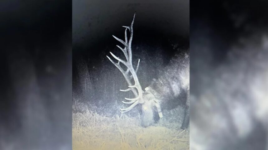 Bull elk illegally killed, DNR says; investigation underway