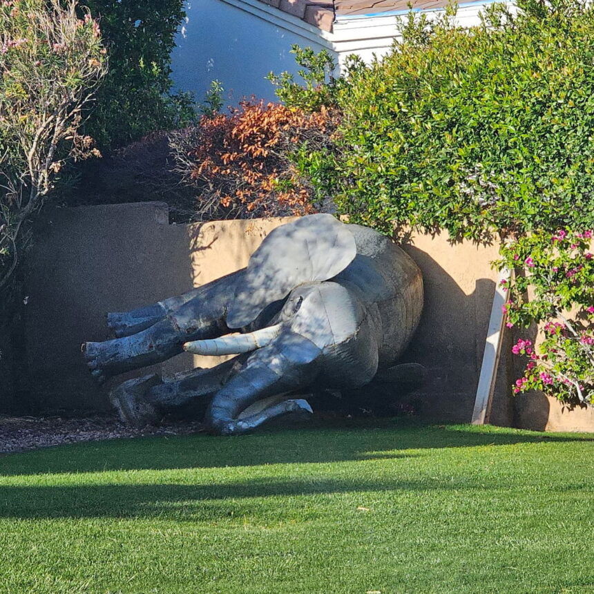 Reporte de elefante en el patio de Palm Springs genera preguntas de la policía y el control de animales
