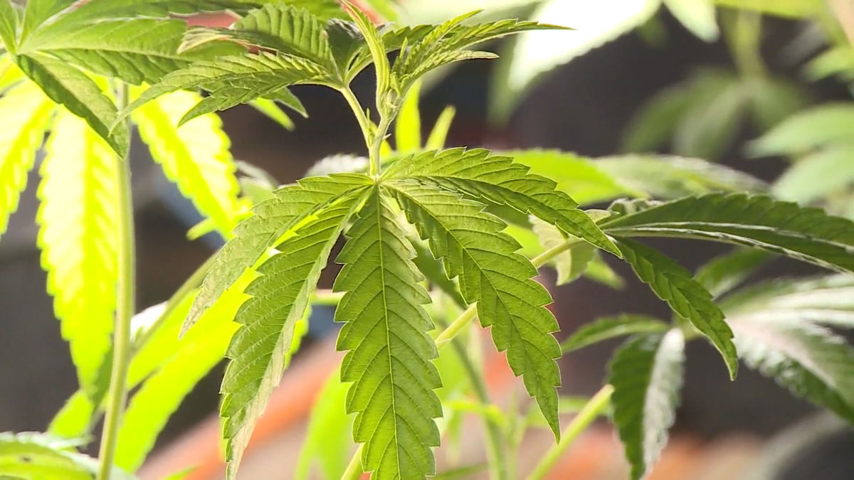 ‘Green Rush’ Fades: Santa Barbara Cannabis Revenues Go Up in Smoke, Grand Jury Says